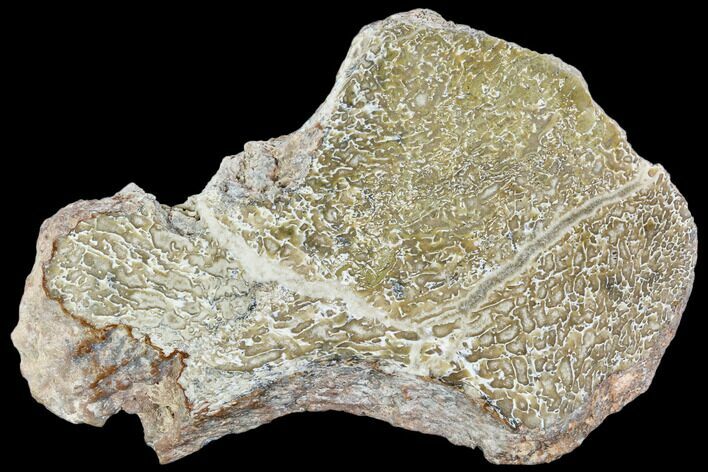 Polished Dinosaur Bone (Gembone) Section - Morocco #107165